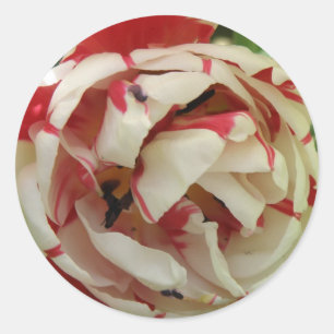 Pink and White Tulip Sticker