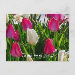 Pink And White Tulips Painterly Thinking Of You Postcard