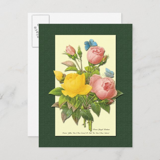Pink and Yellow Botanical Roses Blank Postcard (Front/Back)