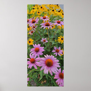 Pink and Yellow Cone Flowers Nature Photography Poster