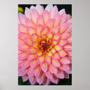 Pink and yellow dahlia flower print poster