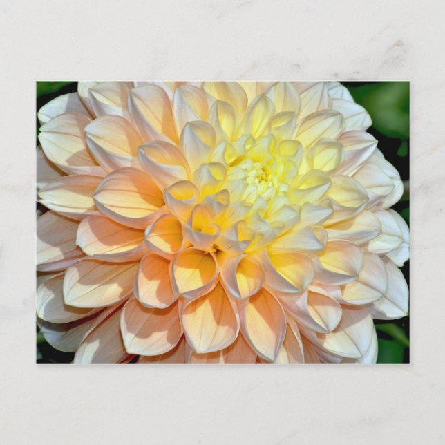 Pink and yellow dahlia print postcard (Front)