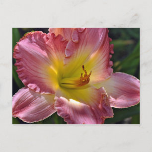 Pink and yellow day lily print postcard