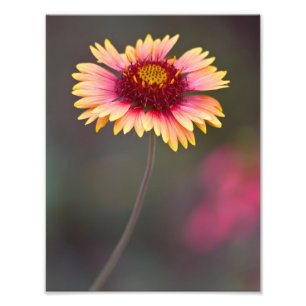 Pink and Yellow Desert Daisy Photo Print