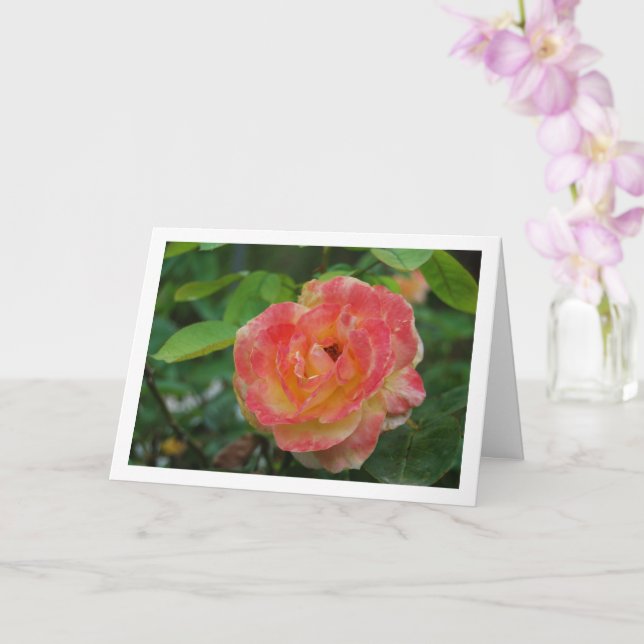 Pink and Yellow Floral Rose Portrait Card (Orchid)