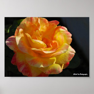 Pink and Yellow Floral Rose Poster