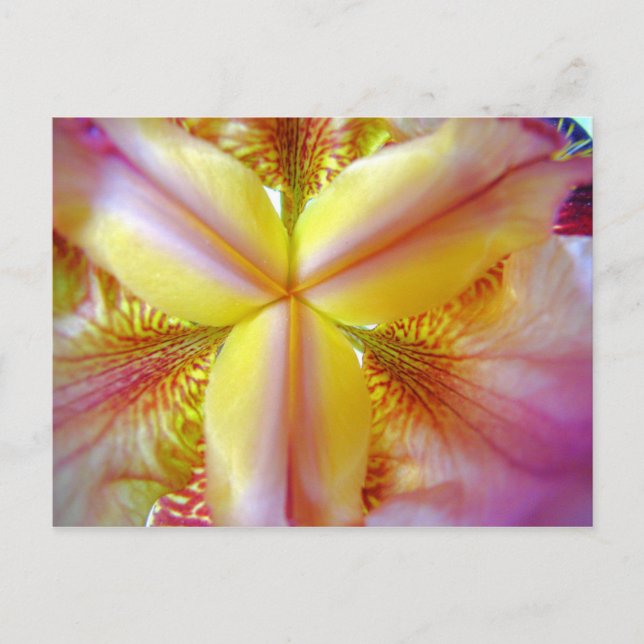 Pink and Yellow Iris Inside Postcard (Front)
