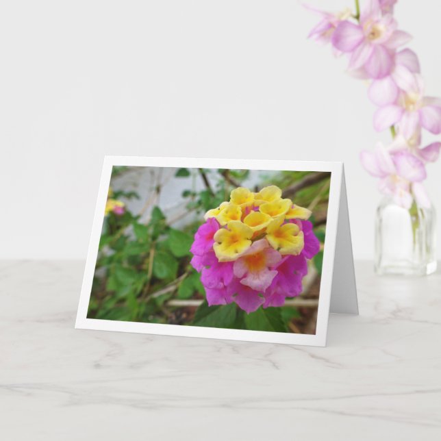 Pink and Yellow Lantana Flowers Card (Orchid)