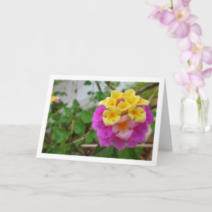 Pink and Yellow Lantana Flowers Card