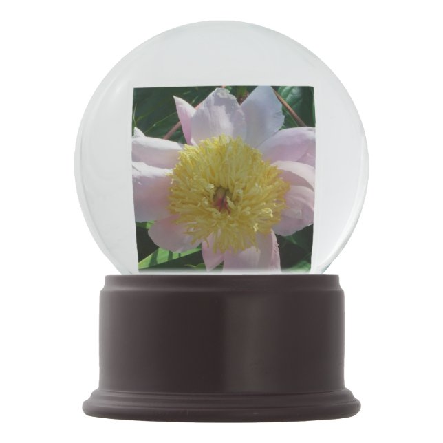 Pink and Yellow Peonies Beautiful Floral Garden Snow Globe (Front)