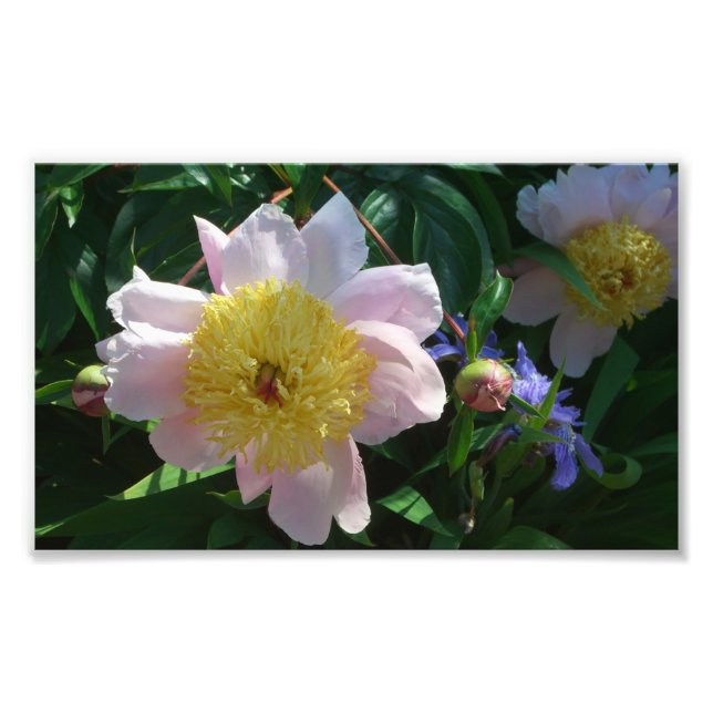 Pink and Yellow Peonies Beautiful Floral Photo Print (Front)
