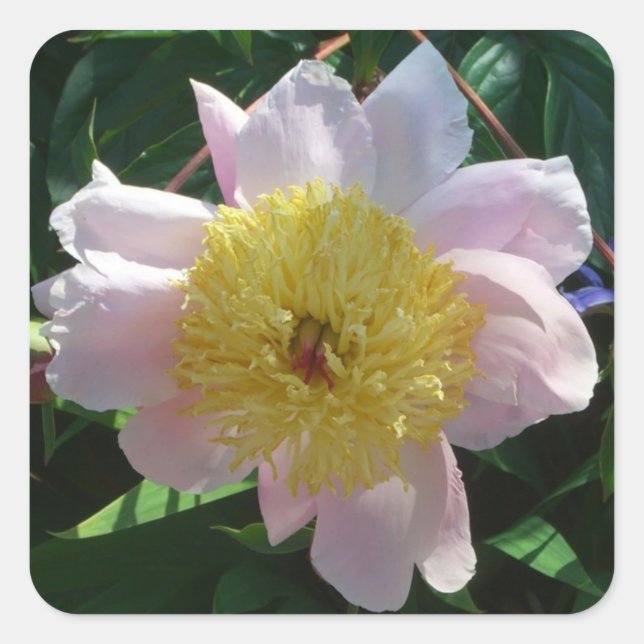 Pink and Yellow Peonies Beautiful Floral Square Sticker (Front)