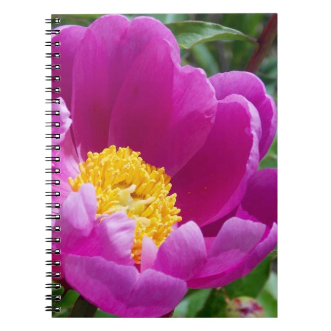 Pink And Yellow Peony Notebook (Front)