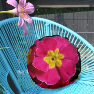 Pink and Yellow Primroses Bright Floral Botanical Round Cushion