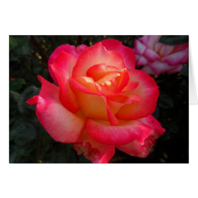 Pink and Yellow Rose (Front Horizontal)