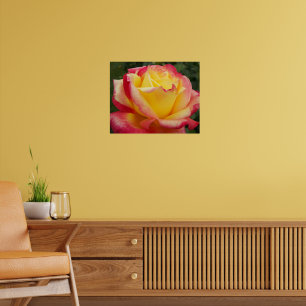 Pink and Yellow Rose Floral Photographic Poster