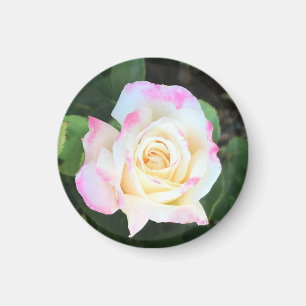 Pink and Yellow Rose Magnet