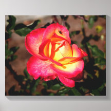 Pink and Yellow Rose with a Ladybug