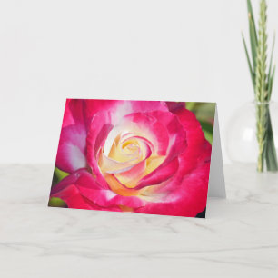 Pink and yellow single rose greeting card