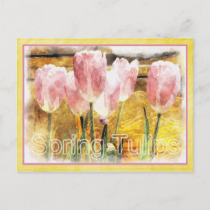 Pink and Yellow - Spring is for Tulips Postcard