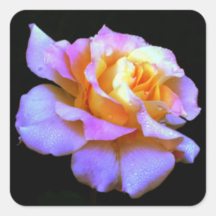 Pink and Yellow Tie Dyed Rose Square Sticker
