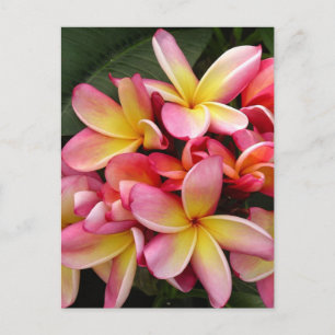 Pink and Yellow Tropical Plumeria Flowers Postcard