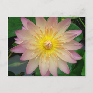 Pink and Yellow Water Lily Postcard