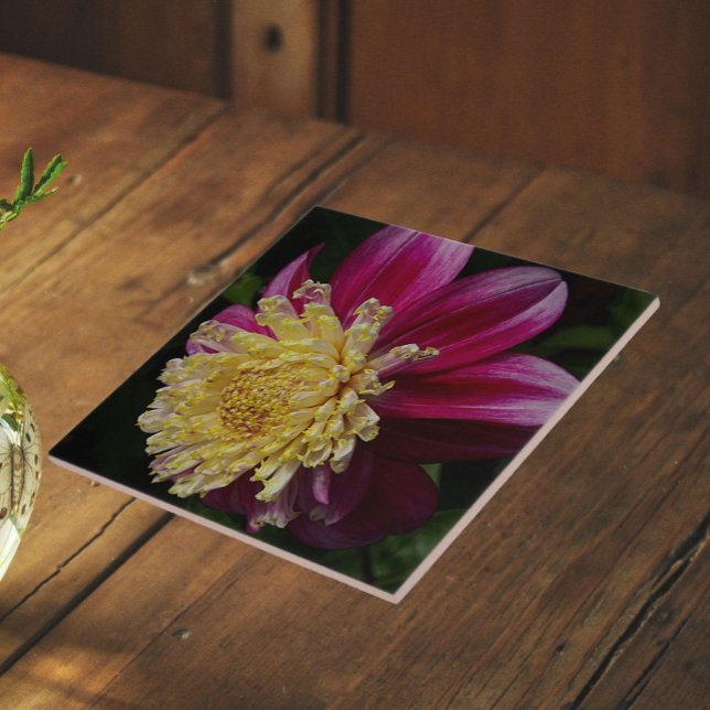 Pink Anemone Dahlia Bloom Floral Ceramic Tile (In Situ)