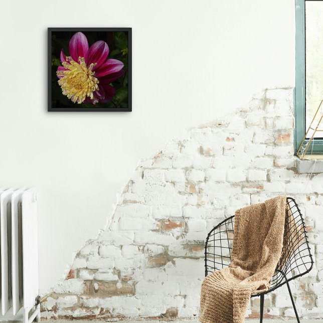 Pink Anemone Dahlia Bloom Floral Photo Print (In Situ Framed)