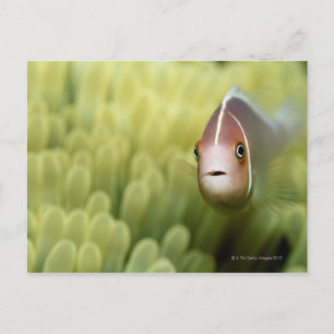 Pink Anemone Fish Postcard