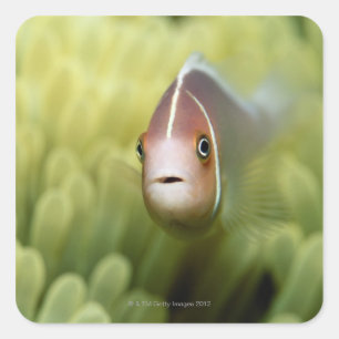 Pink Anemone Fish Square Sticker