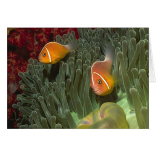 Pink Anemonefish in Magnificant Sea Anemone