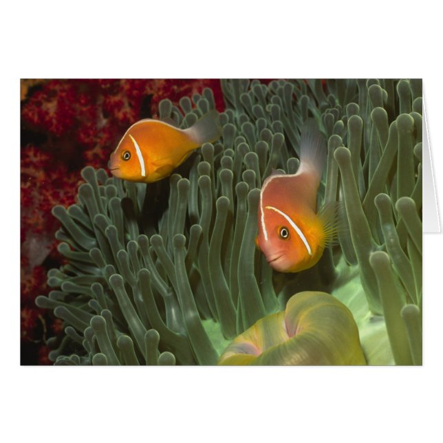 Pink Anemonefish in Magnificant Sea Anemone (Front Horizontal)