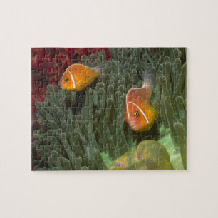 Pink Anemonefish in Magnificant Sea Anemone Jigsaw Puzzle