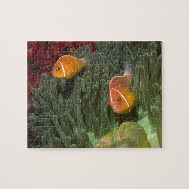 Pink Anemonefish in Magnificant Sea Anemone Jigsaw Puzzle (Horizontal)