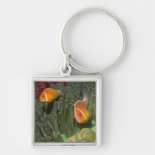 Pink Anemonefish in Magnificant Sea Anemone Key Ring