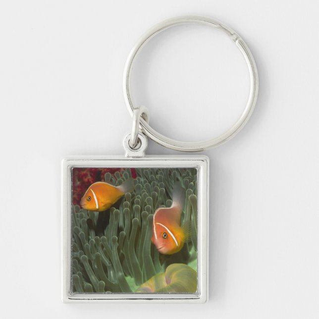 Pink Anemonefish in Magnificant Sea Anemone Key Ring (Front)