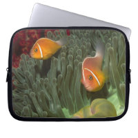 Pink Anemonefish in Magnificant Sea Anemone