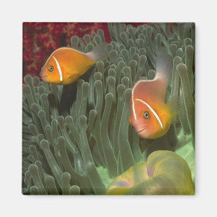 Pink Anemonefish in Magnificant Sea Anemone Magnet