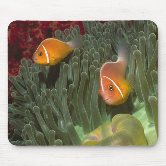 Pink Anemonefish in Magnificant Sea Anemone Mouse Pad (Front)