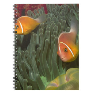 Pink Anemonefish in Magnificant Sea Anemone Notebook