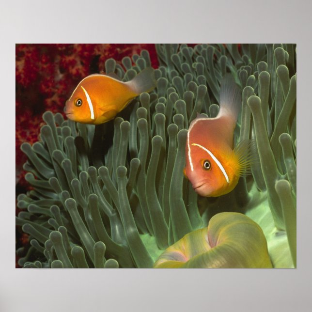 Pink Anemonefish in Magnificant Sea Anemone Poster (Front)