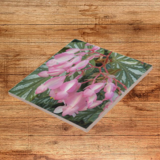 Pink Angel Wing Begonia Floral Ceramic Tile (In Situ)