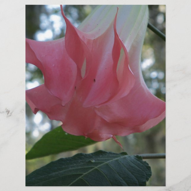 Pink Angels trumpet flower (Front)