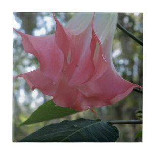 Pink Angels trumpet flower Ceramic Tile