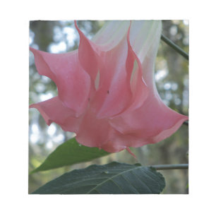 Pink Angels trumpet flower Notepad