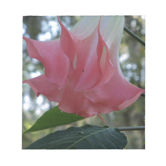 Pink Angels trumpet flower Notepad (Front)