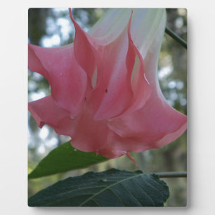 Pink Angels trumpet flower Plaque
