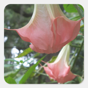 Pink Angels trumpet flowers Square Sticker
