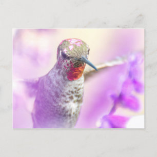 Pink Anna's Hummingbird Flying over Purple Flowers Postcard